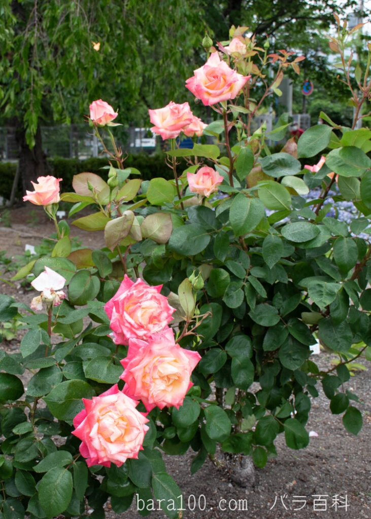 エレガント レディ / ダイアナ プリンセス オブ ウェールズ：びわ湖大津館イングリッシュガーデンで撮影したバラの花