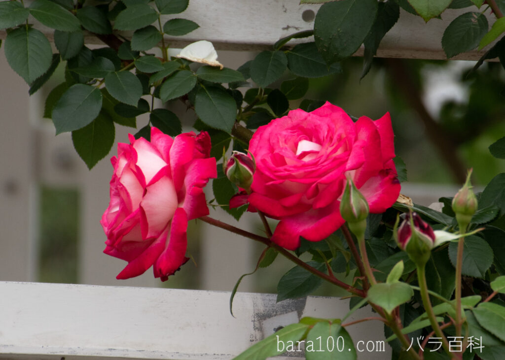 つるエデンローズ：長居植物園バラ園で撮影したつるバラの花