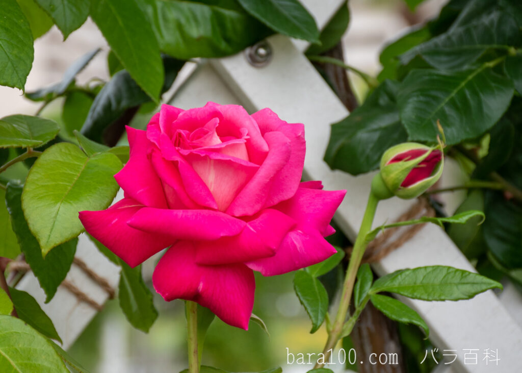 つるエデンローズ：長居植物園バラ園で撮影したつるバラの花