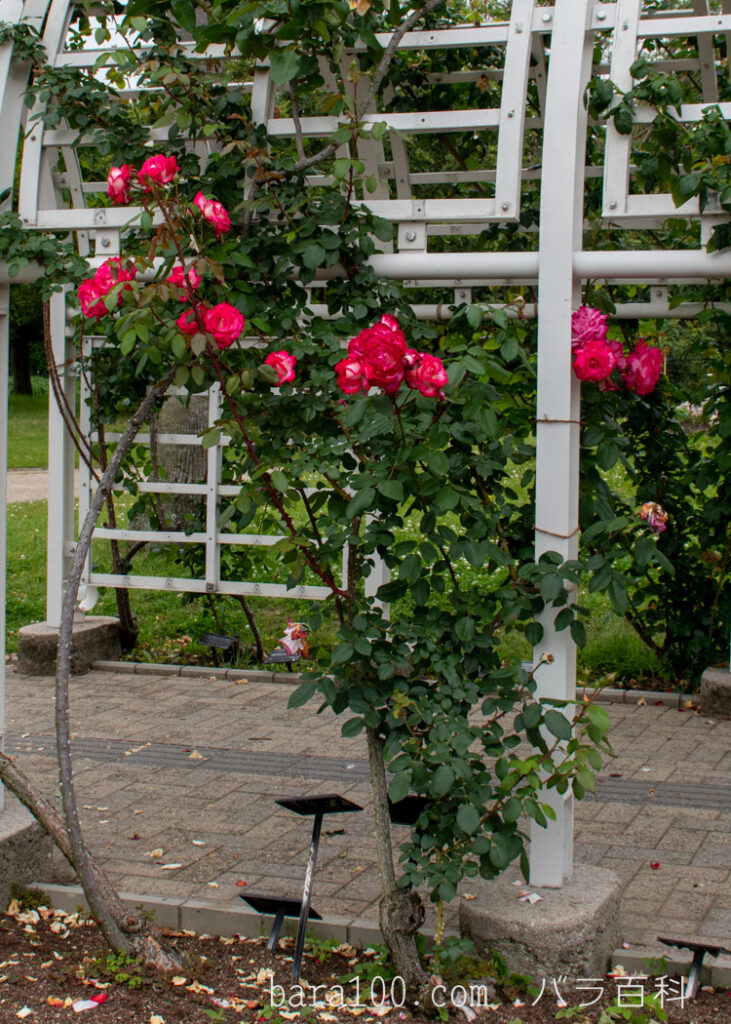 つるエデンローズ：長居植物園バラ園で撮影したつるバラの木全体