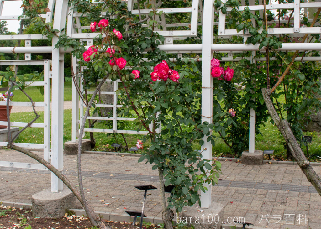 つるエデンローズ：長居植物園バラ園で撮影したつるバラの木全体