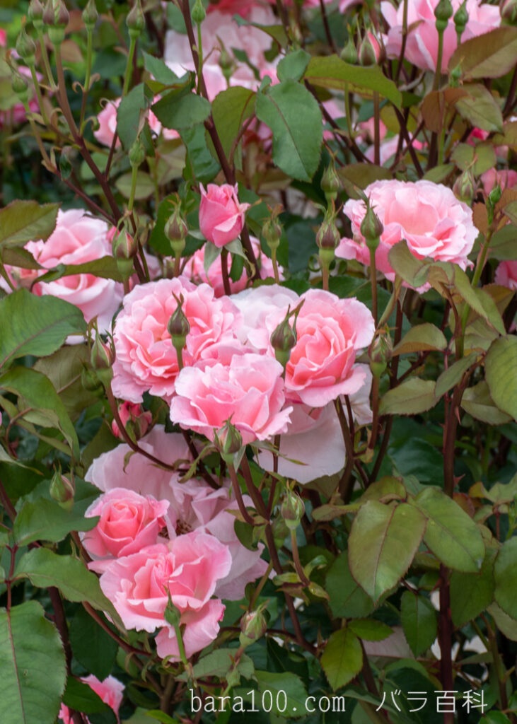 クイーン エリザベス：湖西浄化センター バラ花壇で撮影したバラの花