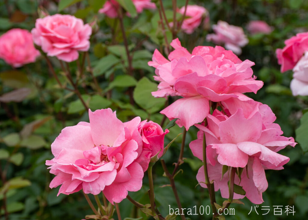 クイーン エリザベス：長居植物園バラ園で撮影したバラの花