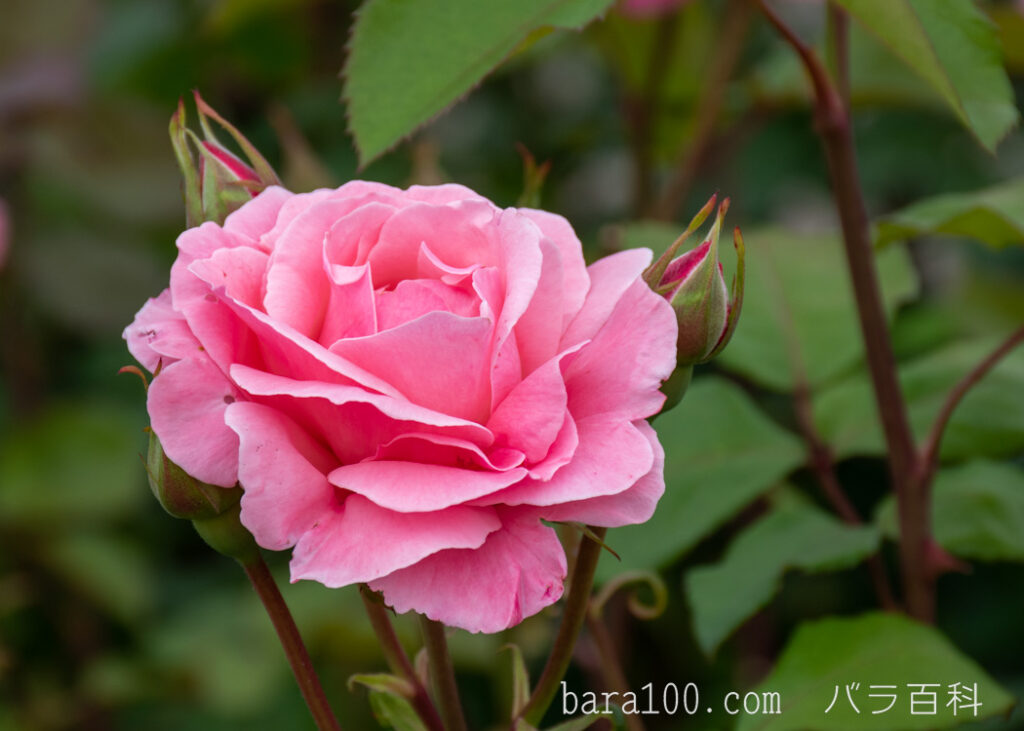 クイーン エリザベス：長居植物園バラ園で撮影したバラの花