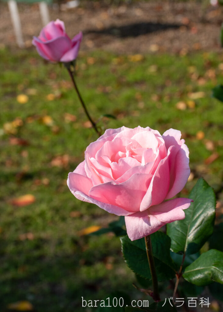 クイーン エリザベス：びわ湖大津館イングリッシュガーデンで撮影したバラの花