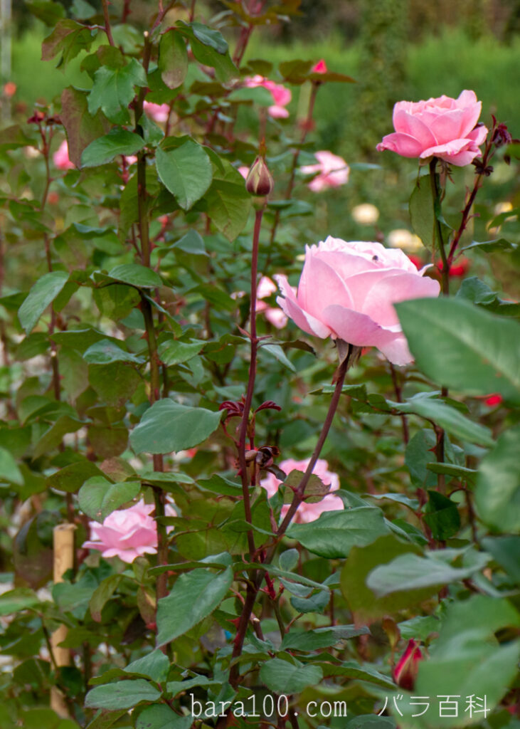 クイーン エリザベス：万博記念公園 平和のバラ園で撮影したバラの花