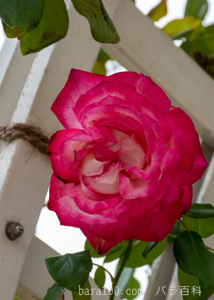 つる聖火（ツルセイカ）：長居植物園バラ園で撮影したバラの花