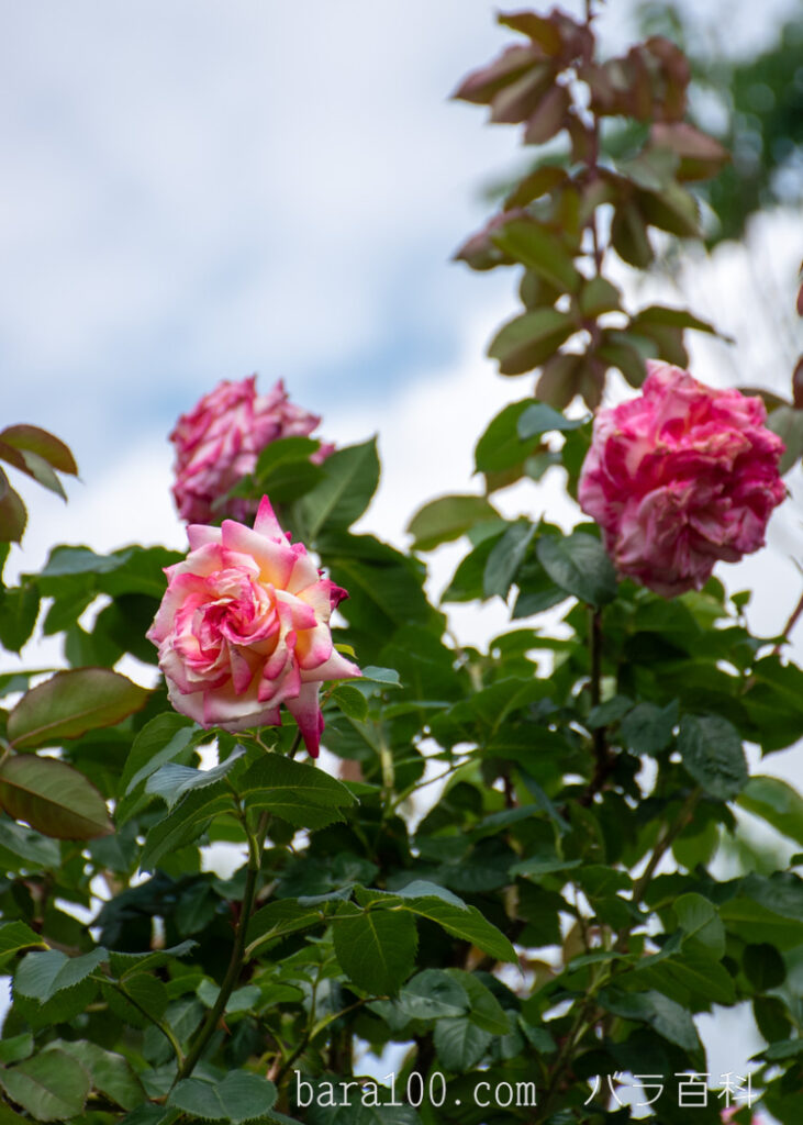 つる聖火（ツルセイカ）：京都府立植物園バラ園で撮影したバラの花
