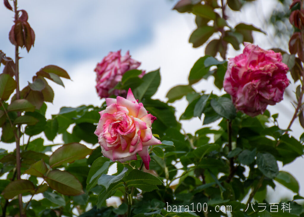 つる聖火（ツルセイカ）：京都府立植物園バラ園で撮影したバラの花