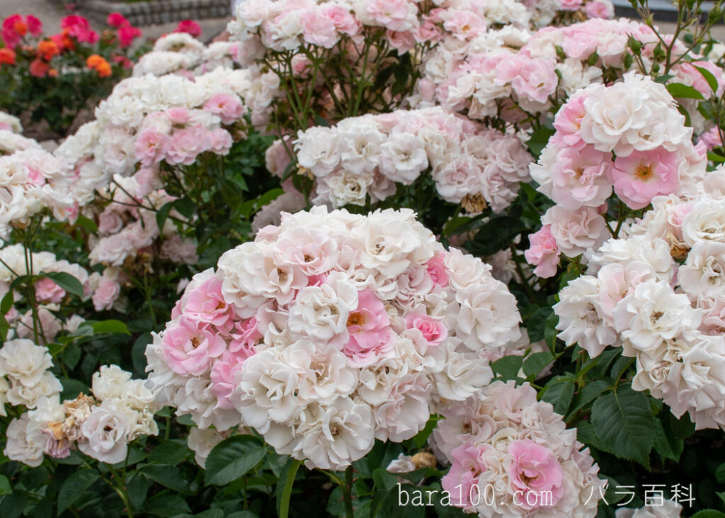 セレッソ：長居植物園バラ園で撮影したバラの花