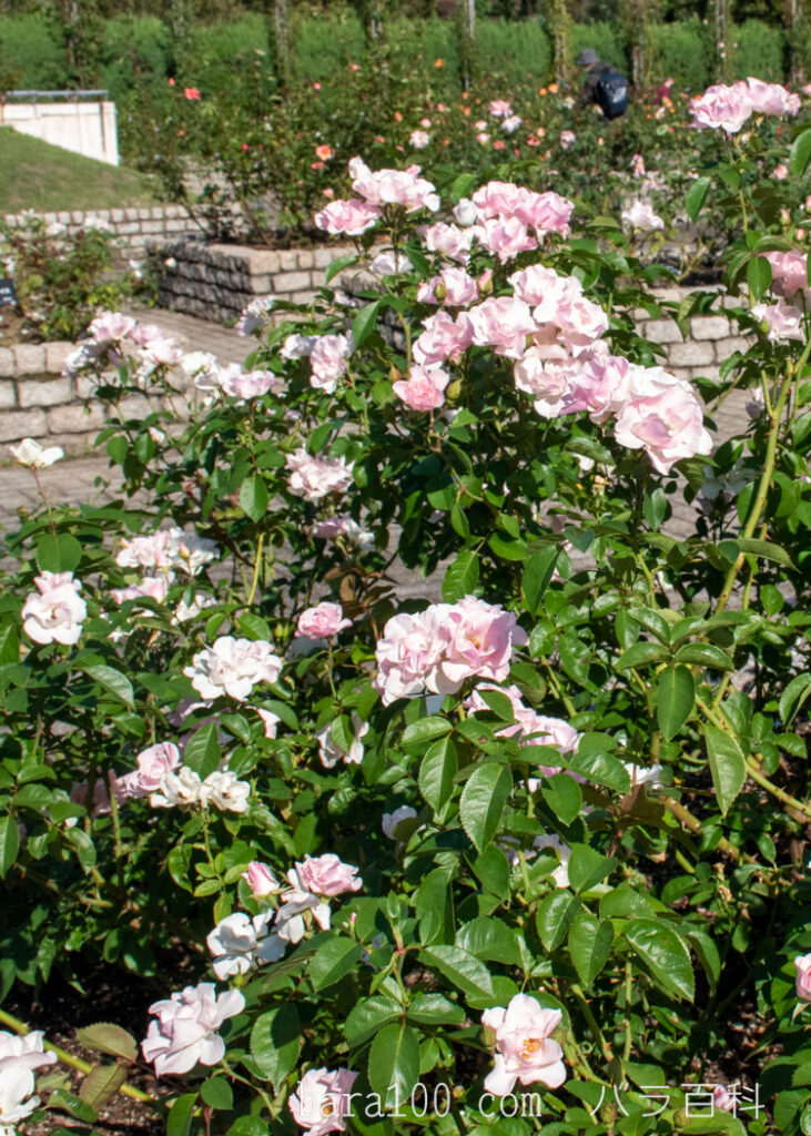 セレッソ：長居植物園バラ園で撮影したバラの木