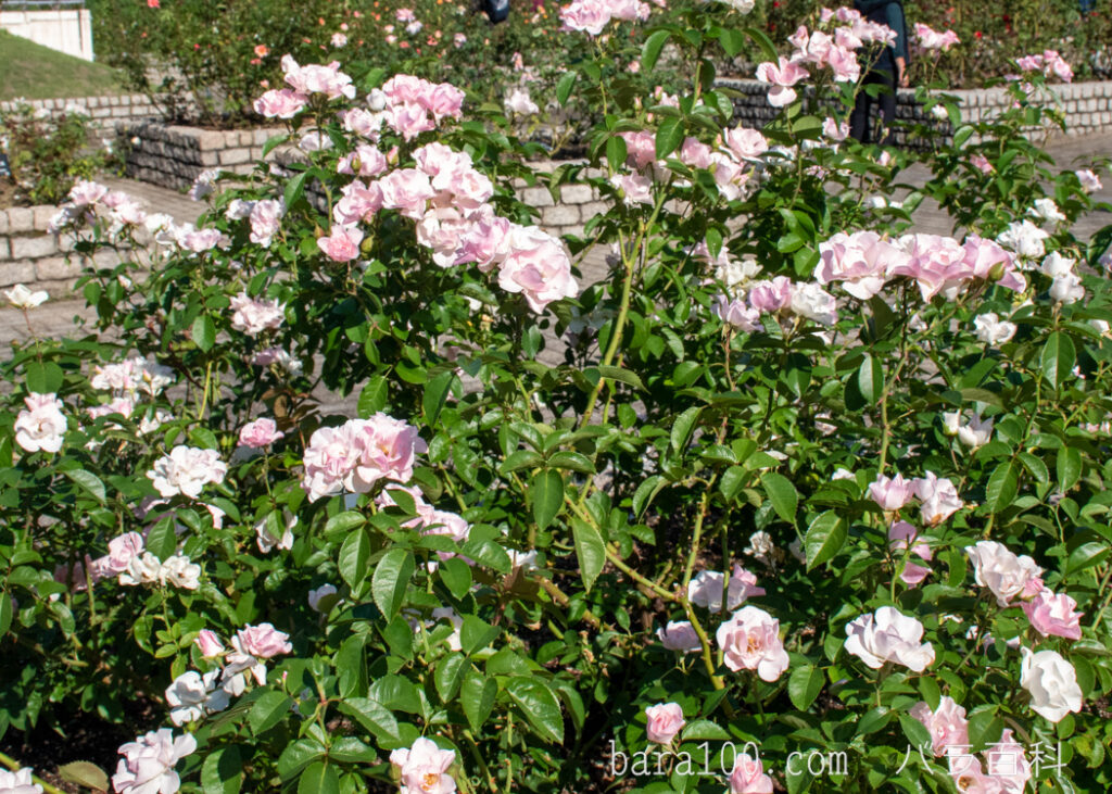 セレッソ：長居植物園バラ園で撮影したバラの木