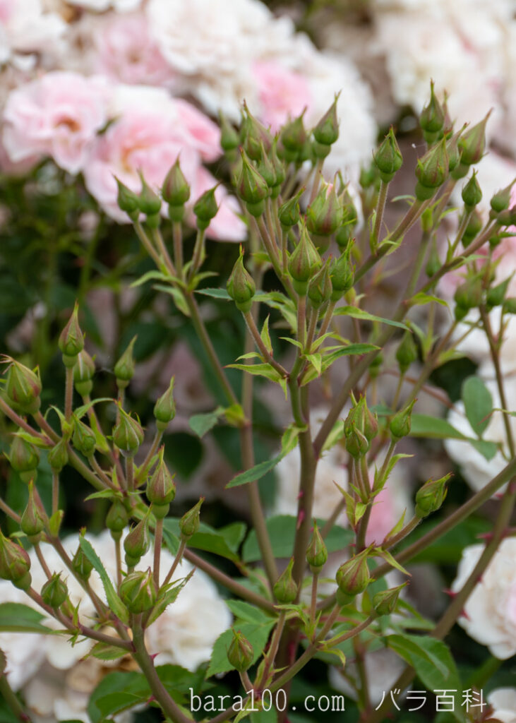 セレッソ：長居植物園バラ園で撮影したバラのつぼみ