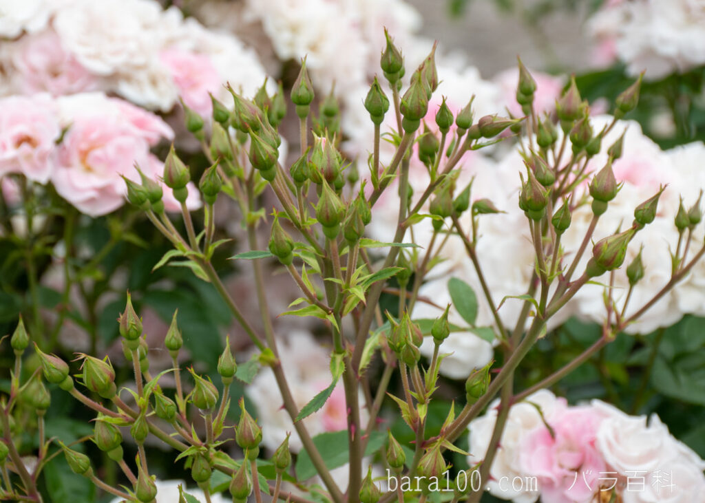 セレッソ：長居植物園バラ園で撮影したバラのつぼみ