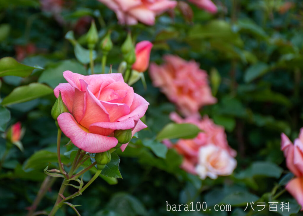 ザンブラ’93：京都府立植物園バラ園で撮影したバラの花