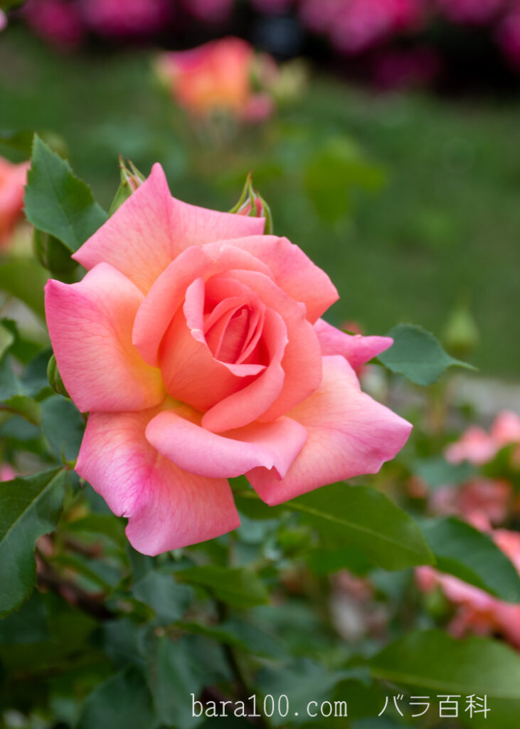 ザンブラ’93：長居植物園バラ園で撮影したバラの花