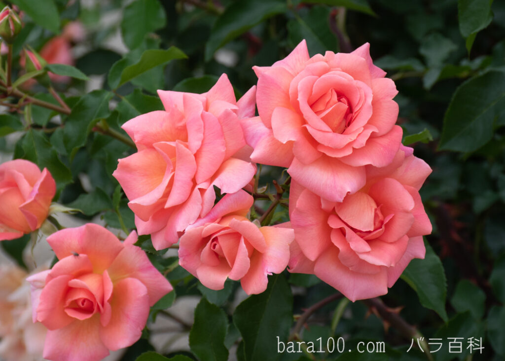 ザンブラ’93：長居植物園バラ園で撮影したバラの花