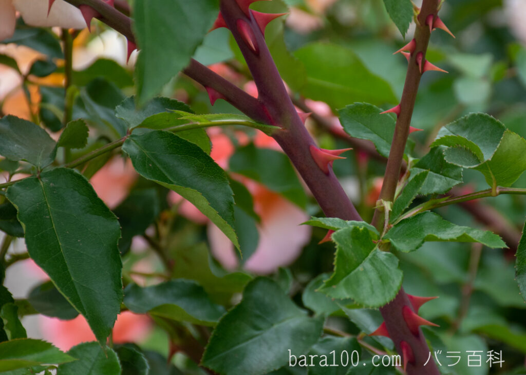 ザンブラ’93：長居植物園バラ園で撮影したバラの枝と葉とトゲ