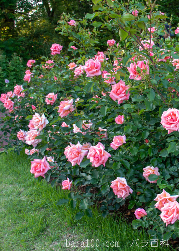 ザンブラ’93：京都府立植物園バラ園で撮影したバラの花