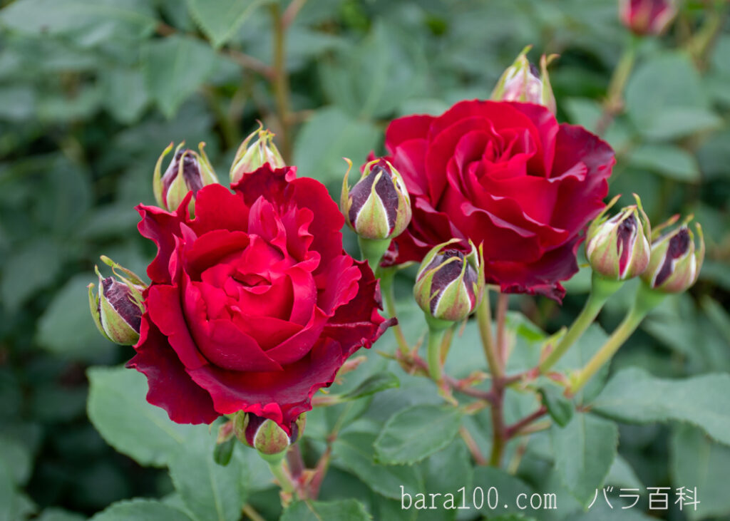 オマージュ ア バルバラ：長居植物園バラ園で撮影したバラの花とつぼみ