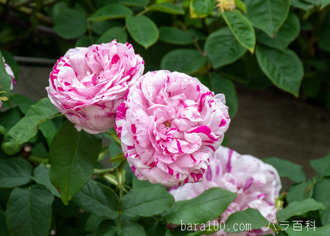 ヴァリエガータ ディ ボローニャ / バリエガータ ディ ボローニャ