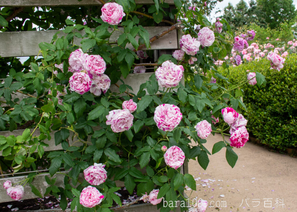 バリエガータ ディ ボローニャ：レッドヒル ヒーサーの森 ローズガーデンで撮影したバラの花