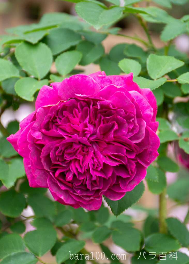 ウィリアム シェークスピア：長居植物園バラ園で撮影したバラの花