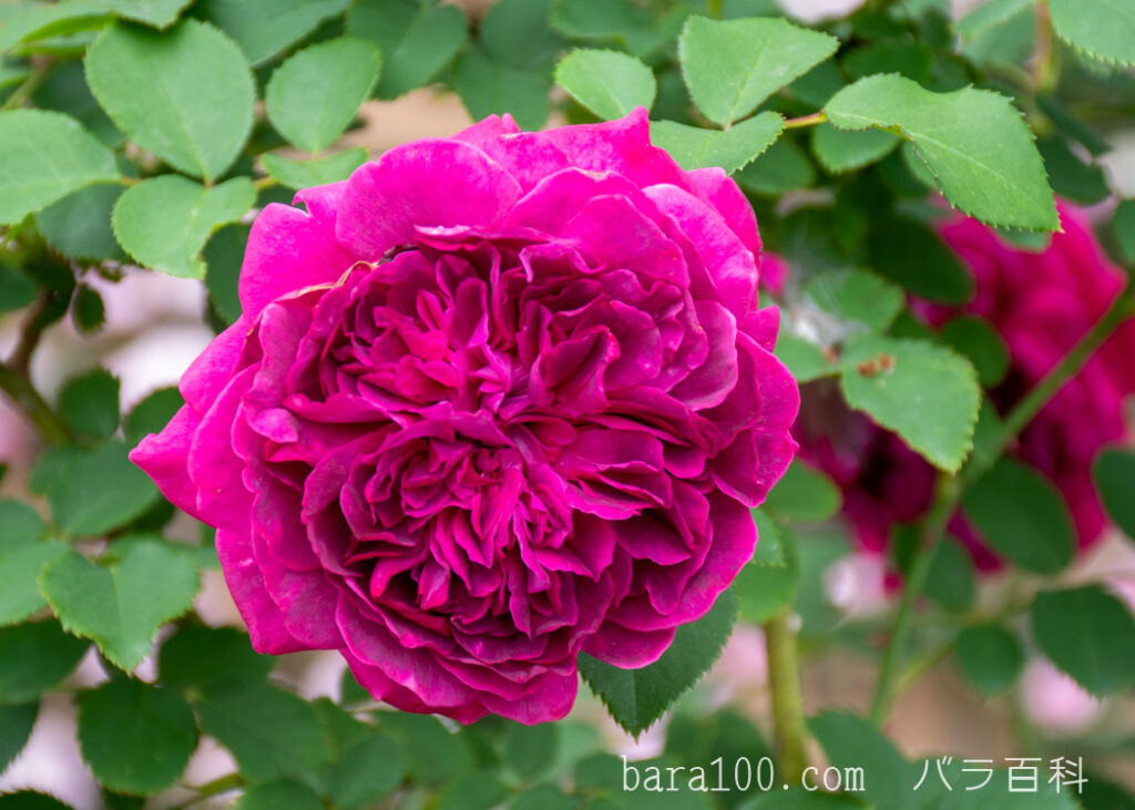 ウィリアム シェークスピア：長居植物園バラ園で撮影したバラの花