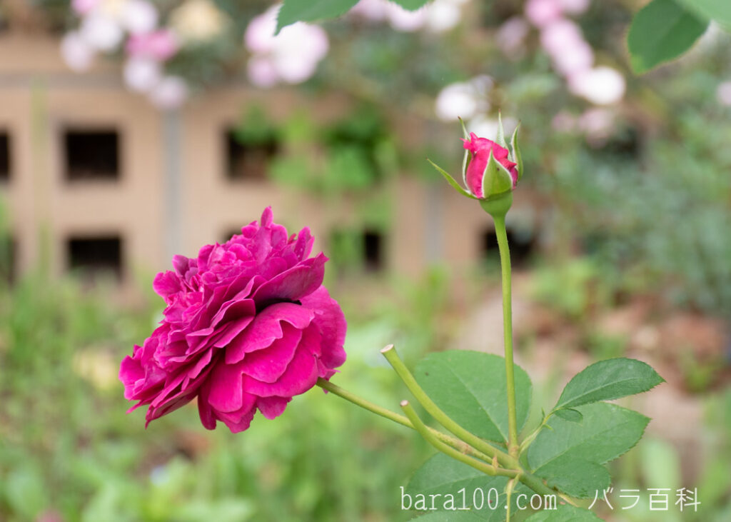 ウィリアム シェークスピア：長居植物園バラ園で撮影したバラの花とつぼみ
