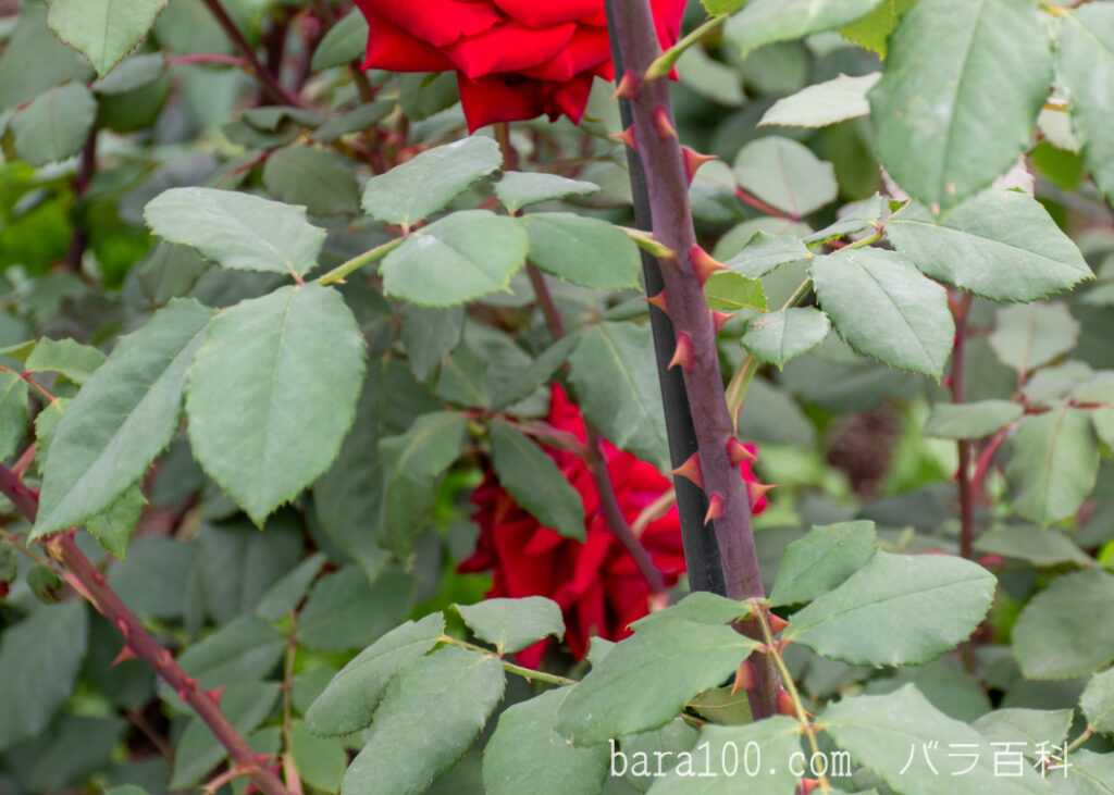 オリヴィア / オリビア：長居植物園バラ園で撮影したバラの枝と葉とトゲ