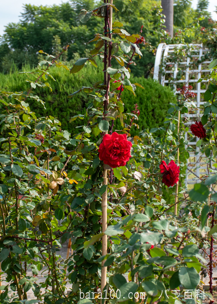 オリヴィア / オリビア バラ百科