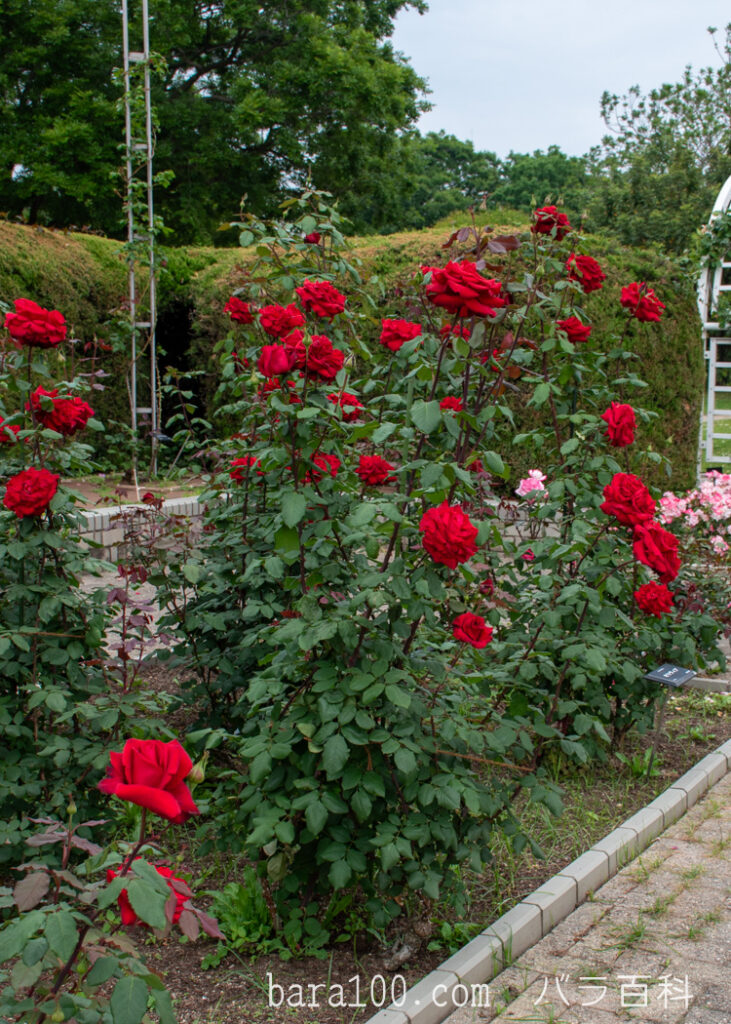 オリヴィア / オリビア：長居植物園バラ園で撮影した赤いバラの花の木全体