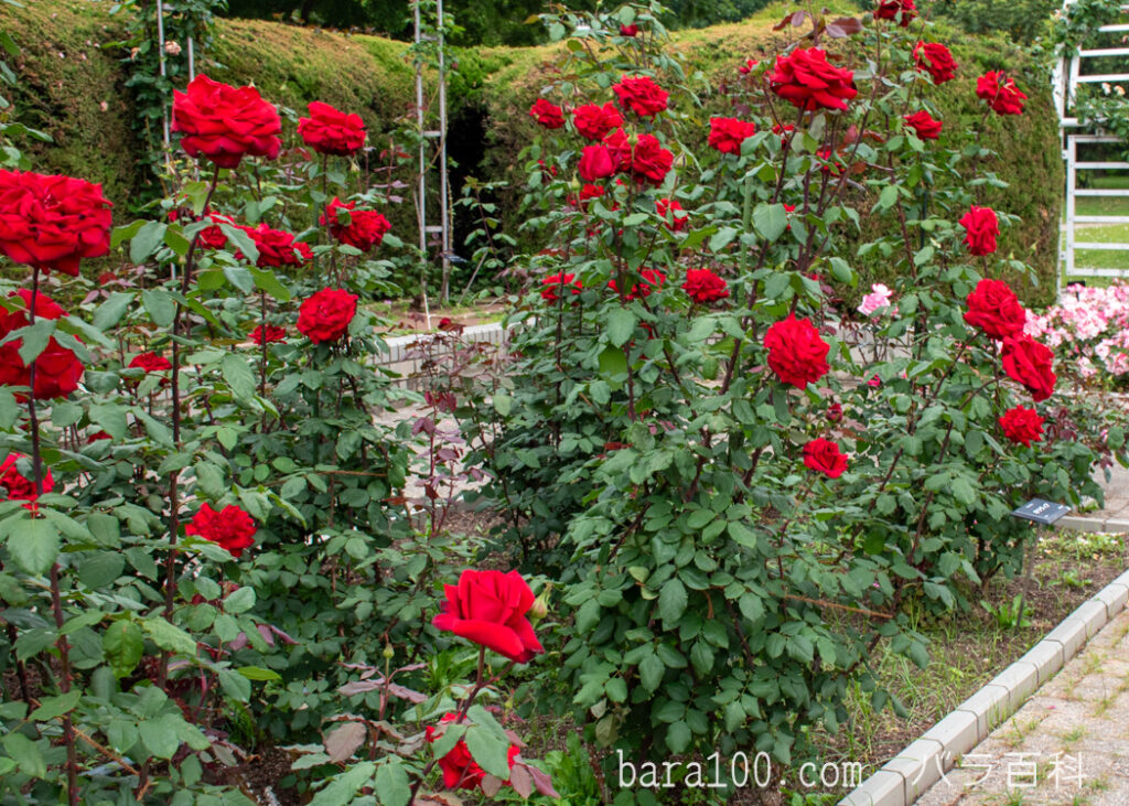 オリヴィア / オリビア：長居植物園バラ園で撮影した赤いバラの花の木全体