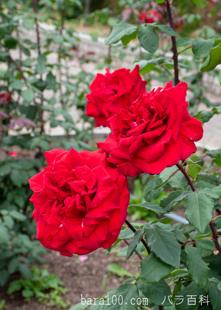 オリヴィア / オリビア バラ百科