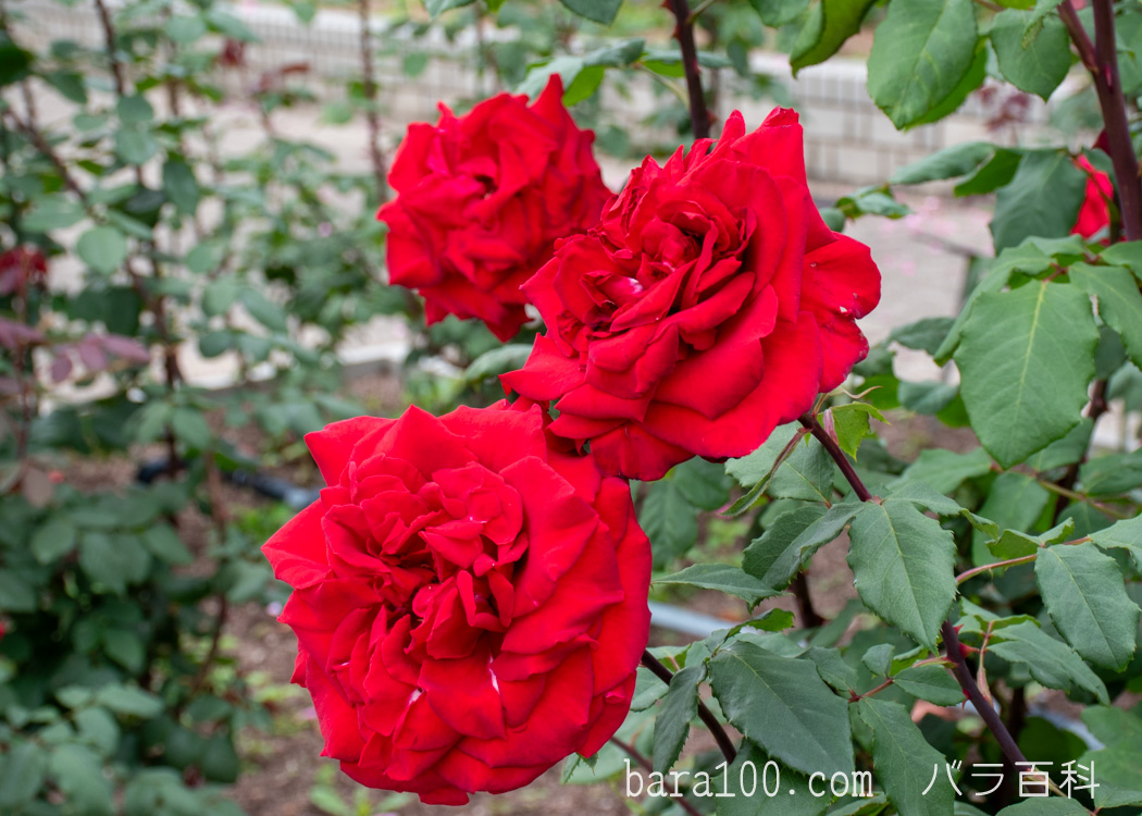 オリヴィア / オリビア