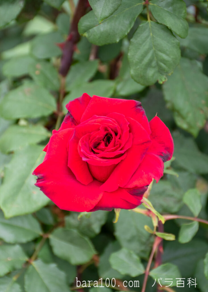 オリヴィア / オリビア：長居植物園バラ園で撮影した赤いバラの花
