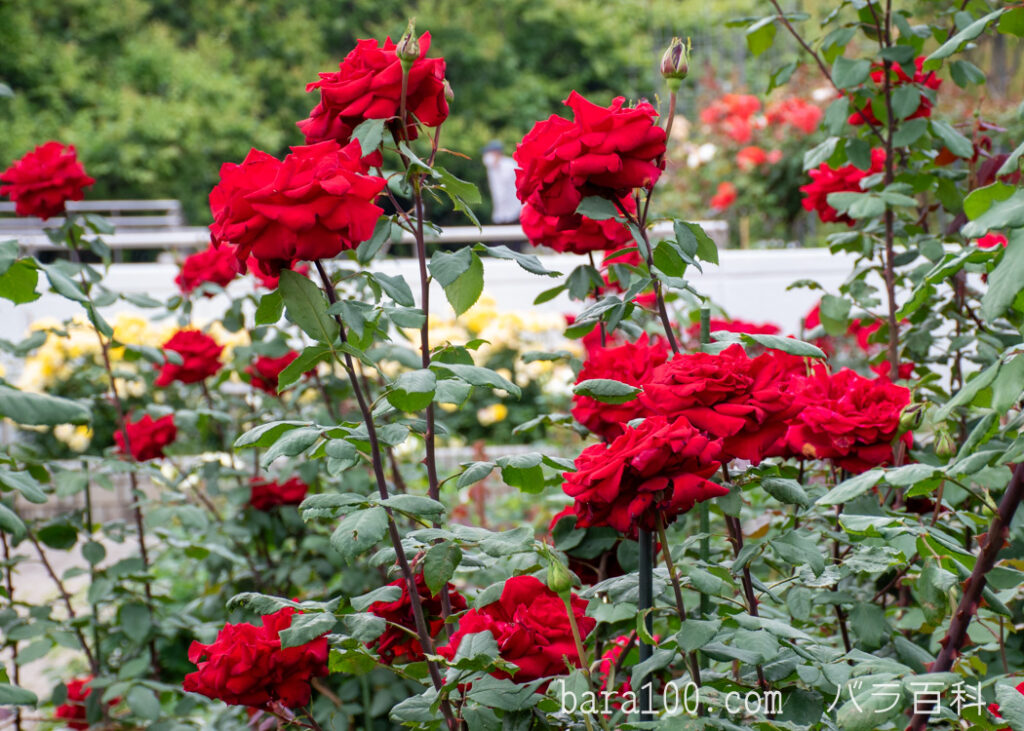 オリヴィア / オリビア：長居植物園バラ園で撮影した赤いバラの花