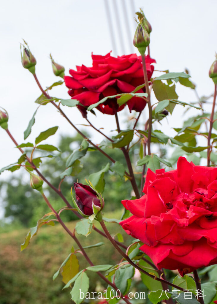 オリヴィア / オリビア：長居植物園バラ園で撮影した赤いバラの花とつぼみ