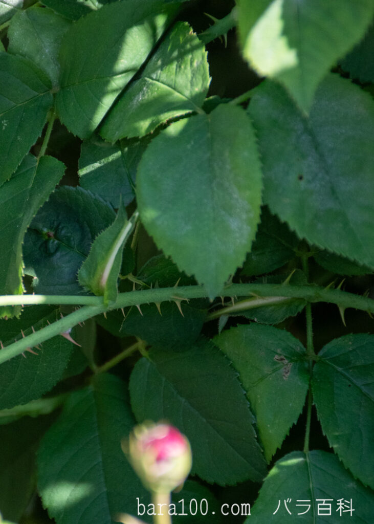 オンブレ パルフェ：ひらかたパーク ローズガーデンで撮影したバラの枝と葉とトゲ