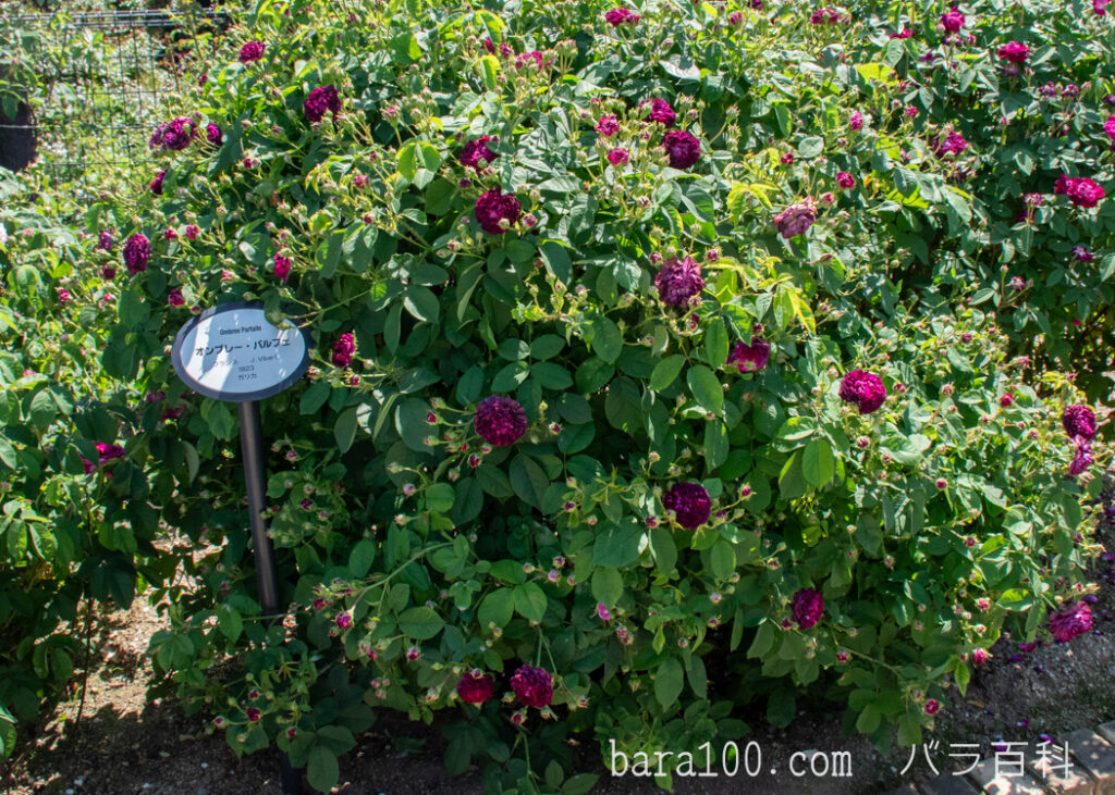 オンブレ パルフェ：ひらかたパーク ローズガーデンで撮影したバラの花の木全体