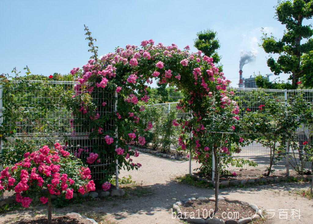 王子バラ園で撮影した王子製紙の煙突とピンクのつるバラのアーチ