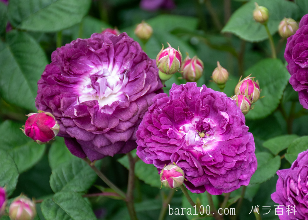 カーディナル ドゥ リシュリュー