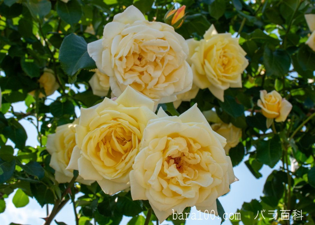 カジノ – バラ百科