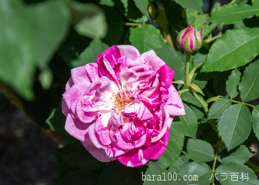 オノリーヌ ドゥ ブラバン