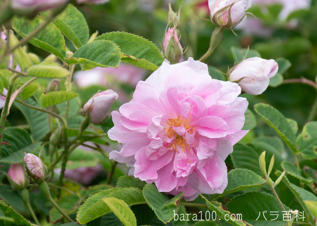 カザンラク / カザンリク