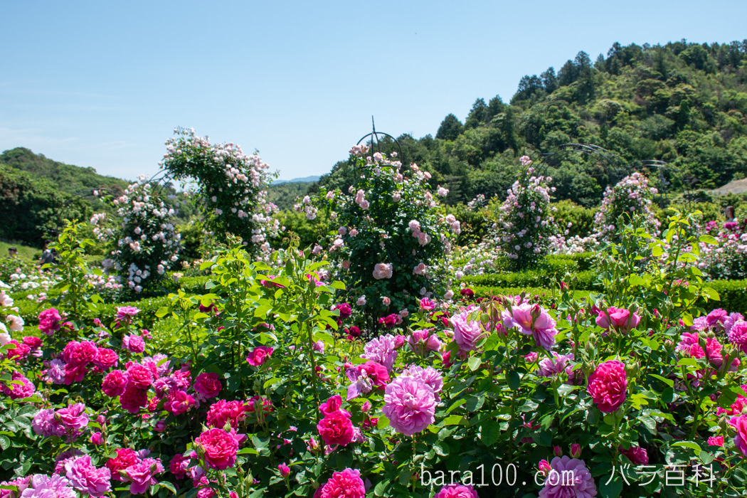 デビッド・オースチン イングリッシュローズガーデン / 花咲きファーム（大阪府泉南市）