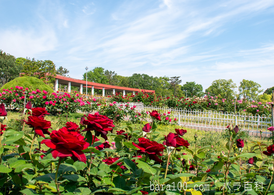服部緑地 バラ園（大阪府豊中市）