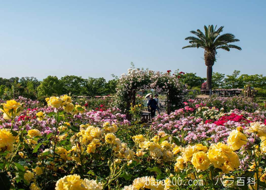 和泉リサイクル環境公園 バラ園（大阪府和泉市）