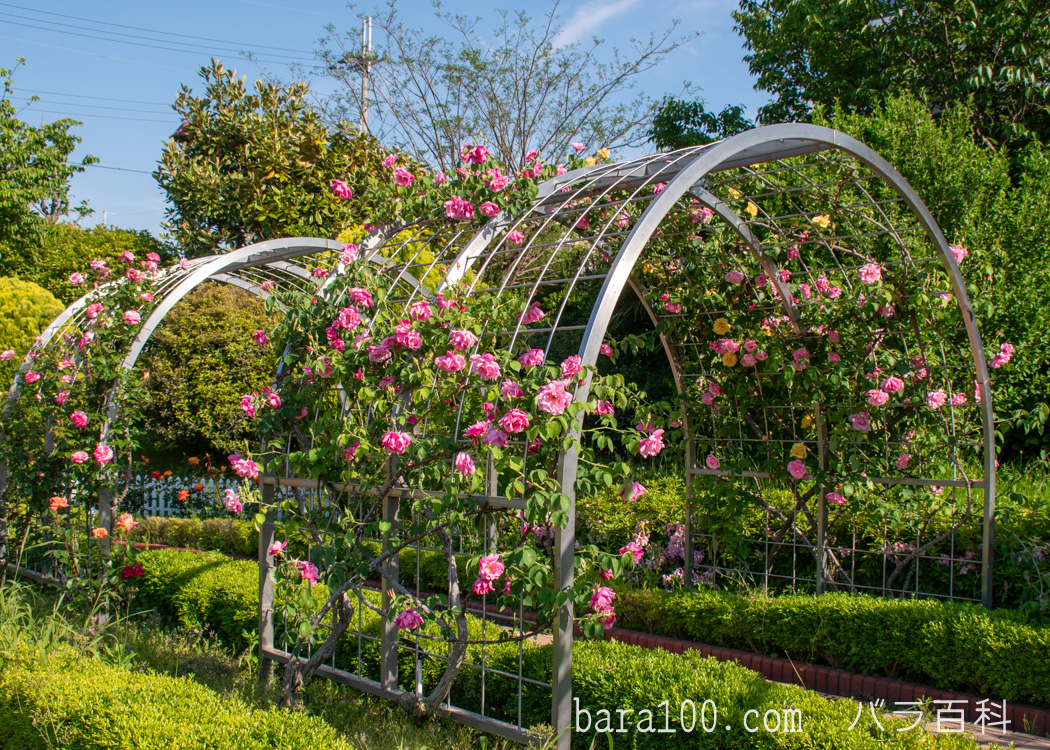 清谷池公園 バラ園（大阪府豊中市）