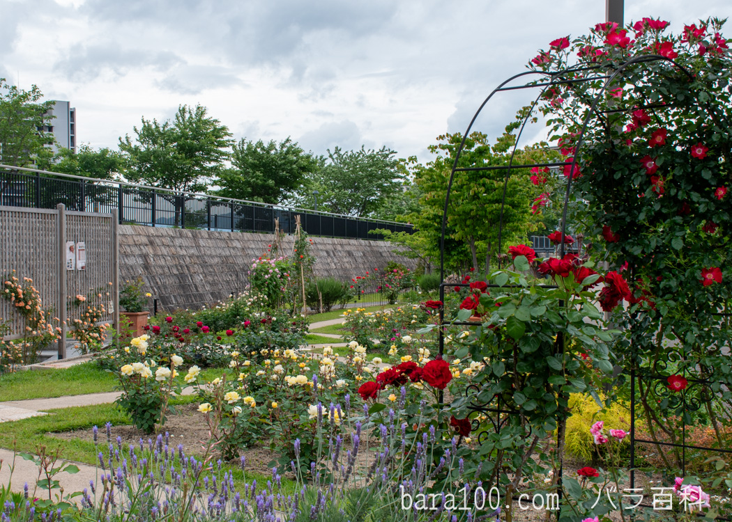 草津川跡地公園・de愛ひろば ローズガーデン（滋賀県草津市）